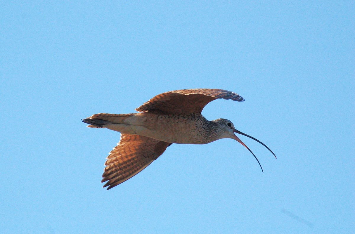 Long-billed Curlew - ML609176824