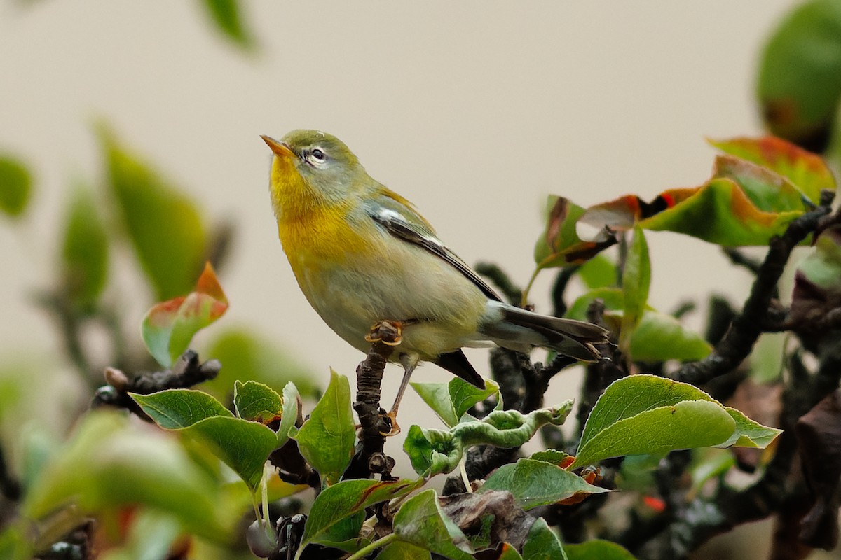 Northern Parula - ML609176977