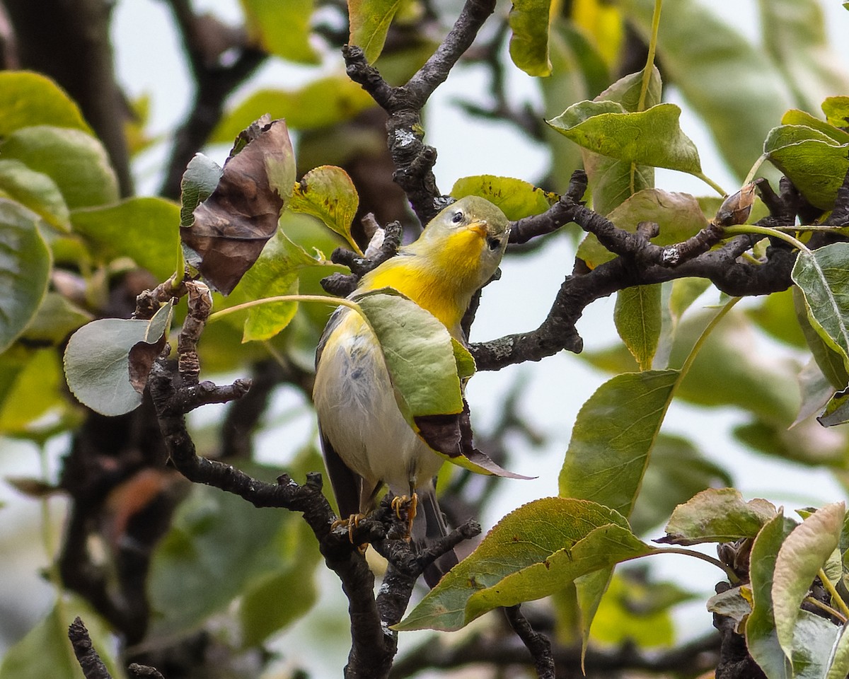 Northern Parula - Sandra Beltrao