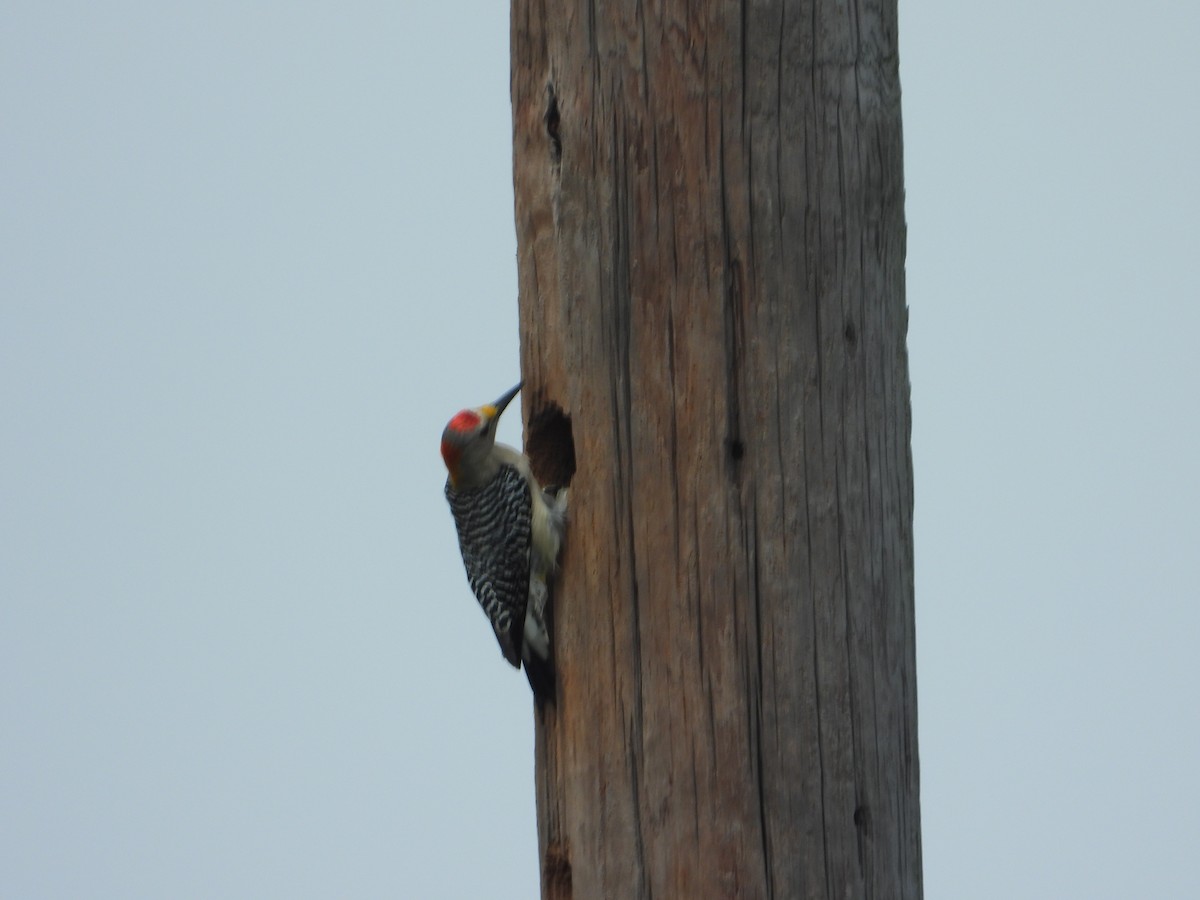 Golden-fronted Woodpecker - Virginia Mayo