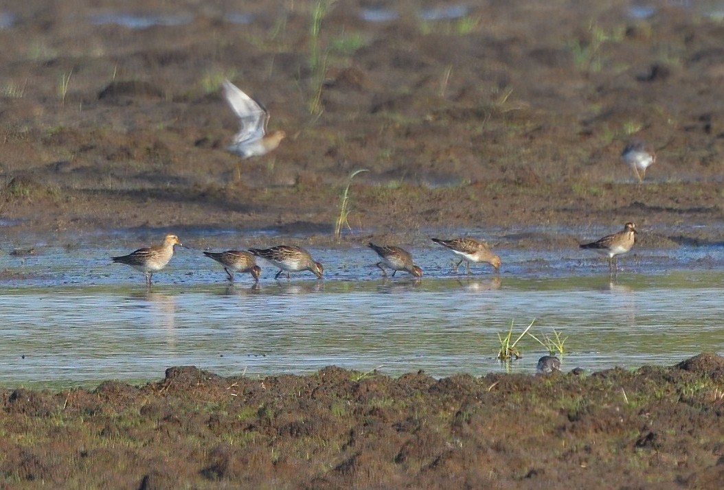 Bécasseau à poitrine cendrée - ML609177012