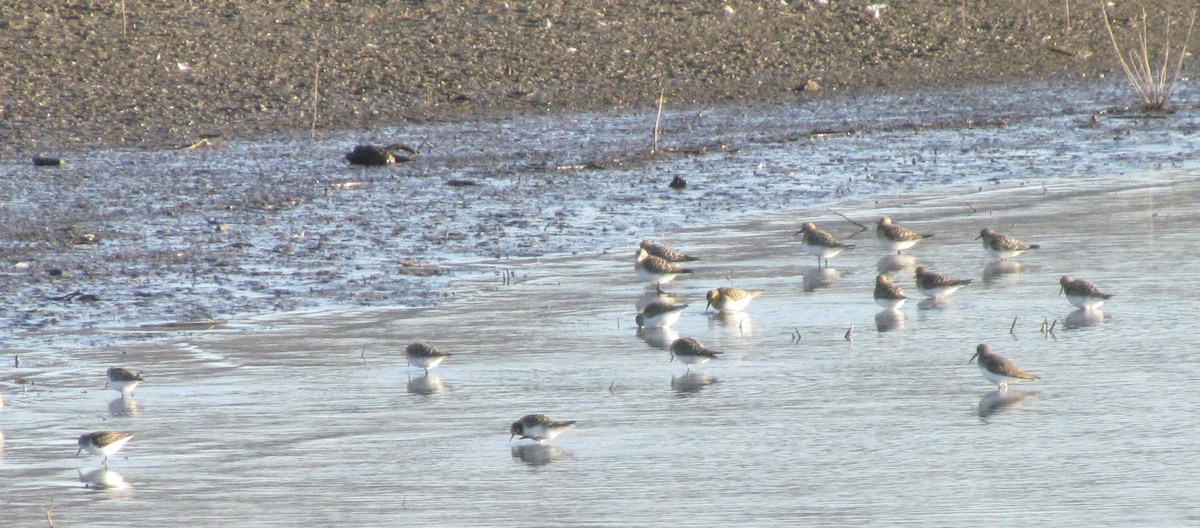 gulbrystsnipe - ML609177019