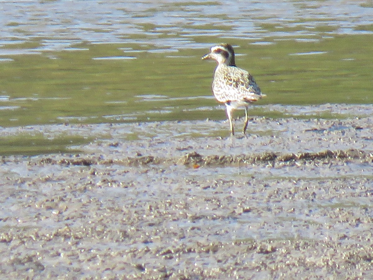 American Golden-Plover - ML609177035