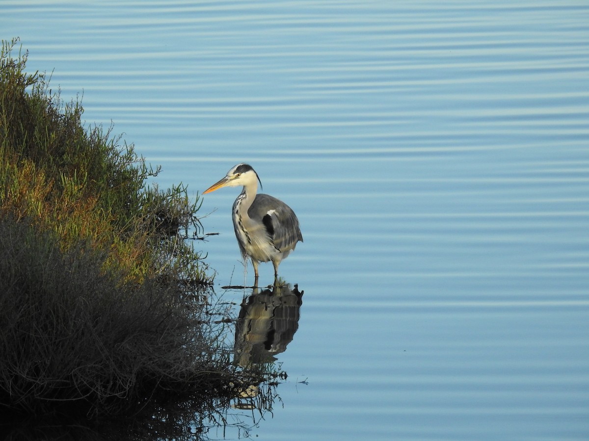 Gray Heron - ML609177179