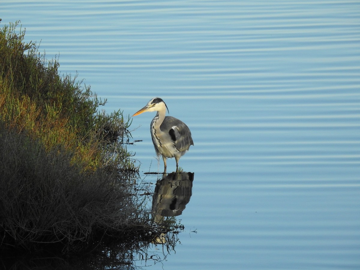 Gray Heron - ML609177180