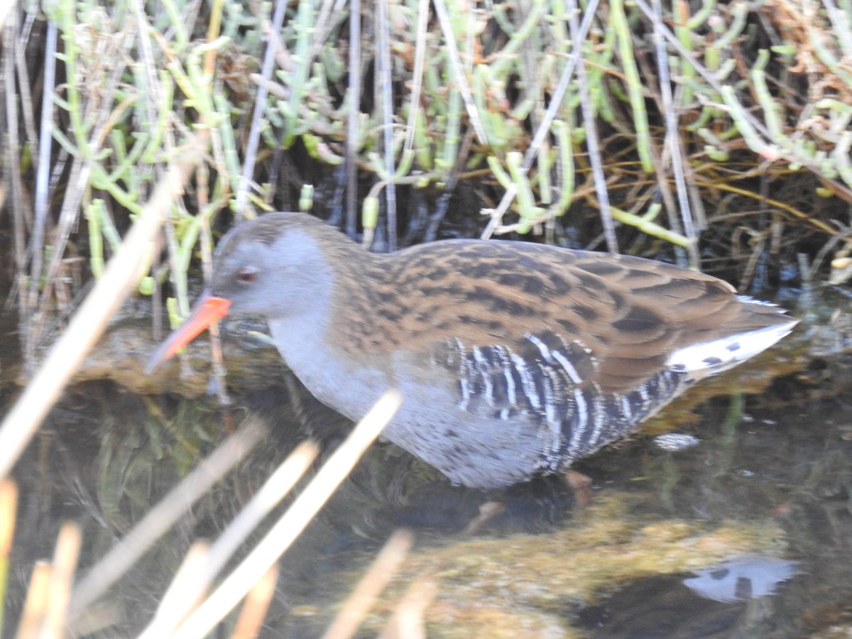 Water Rail - ML609177187