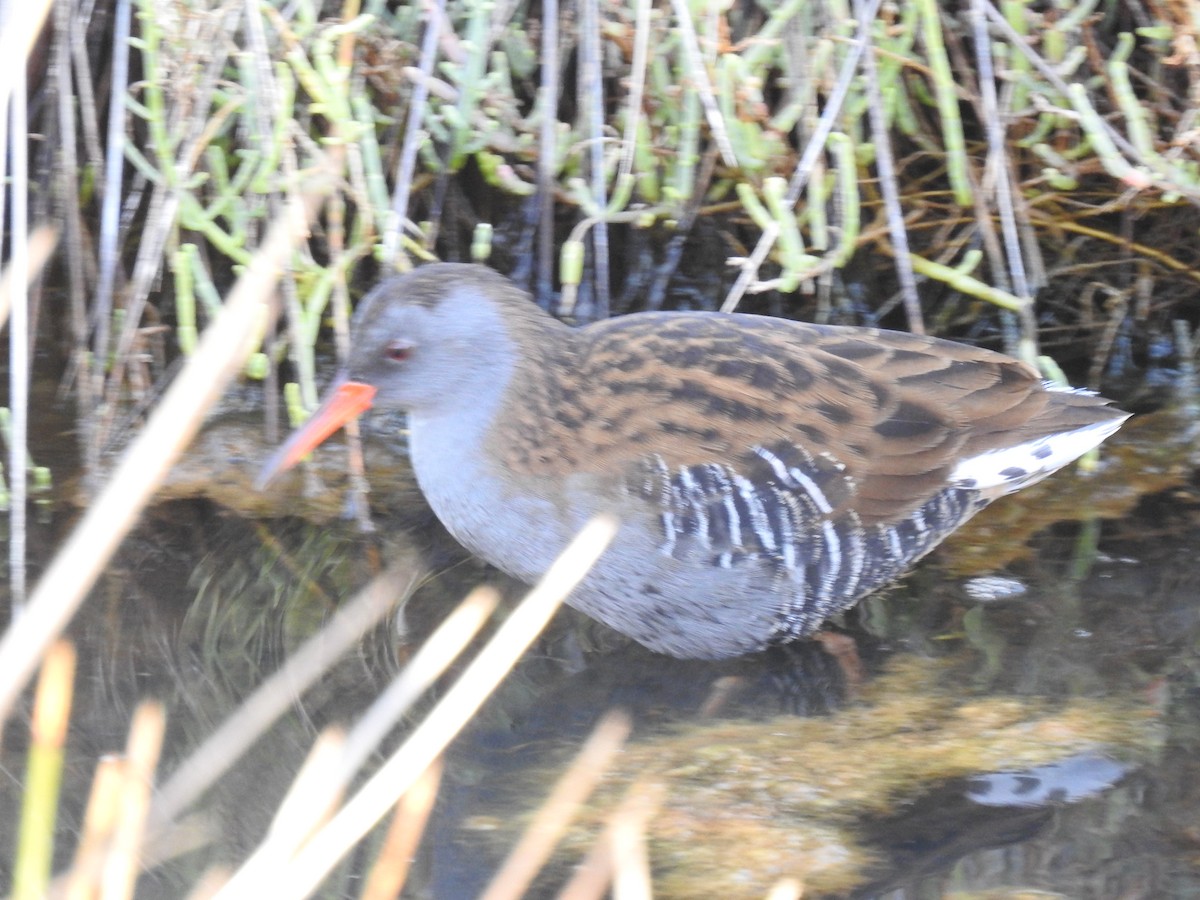 Water Rail - ML609177188