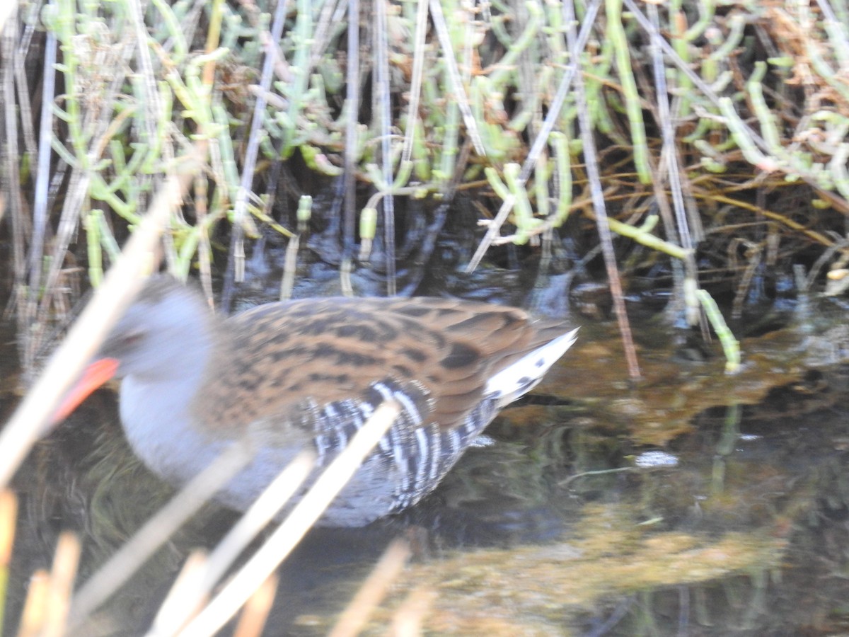 Water Rail - ML609177190