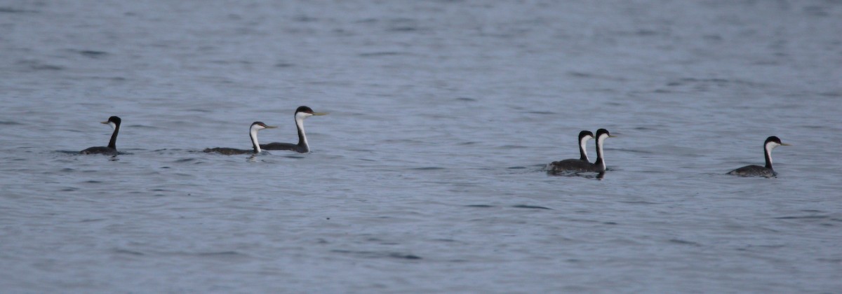 Western Grebe - ML609177196