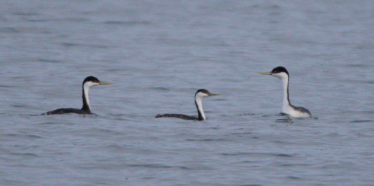 Western Grebe - ML609177197