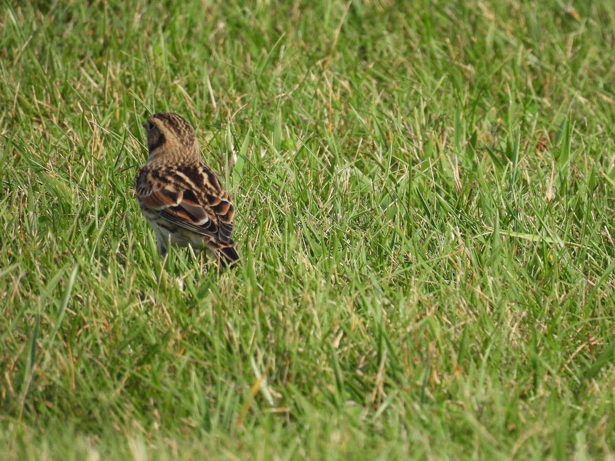 Lapland Longspur - ML609177205