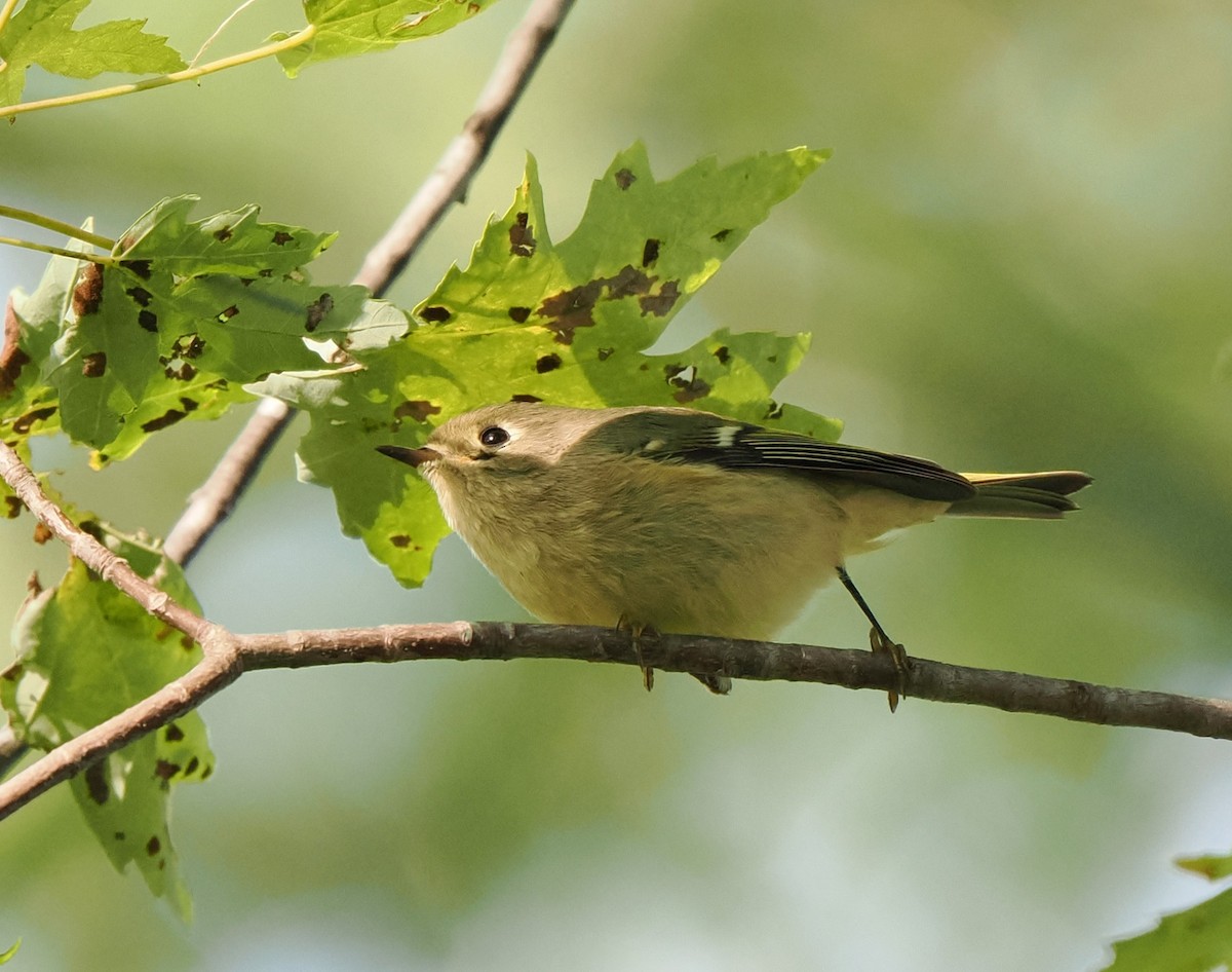 Ruby-crowned Kinglet - ML609177216