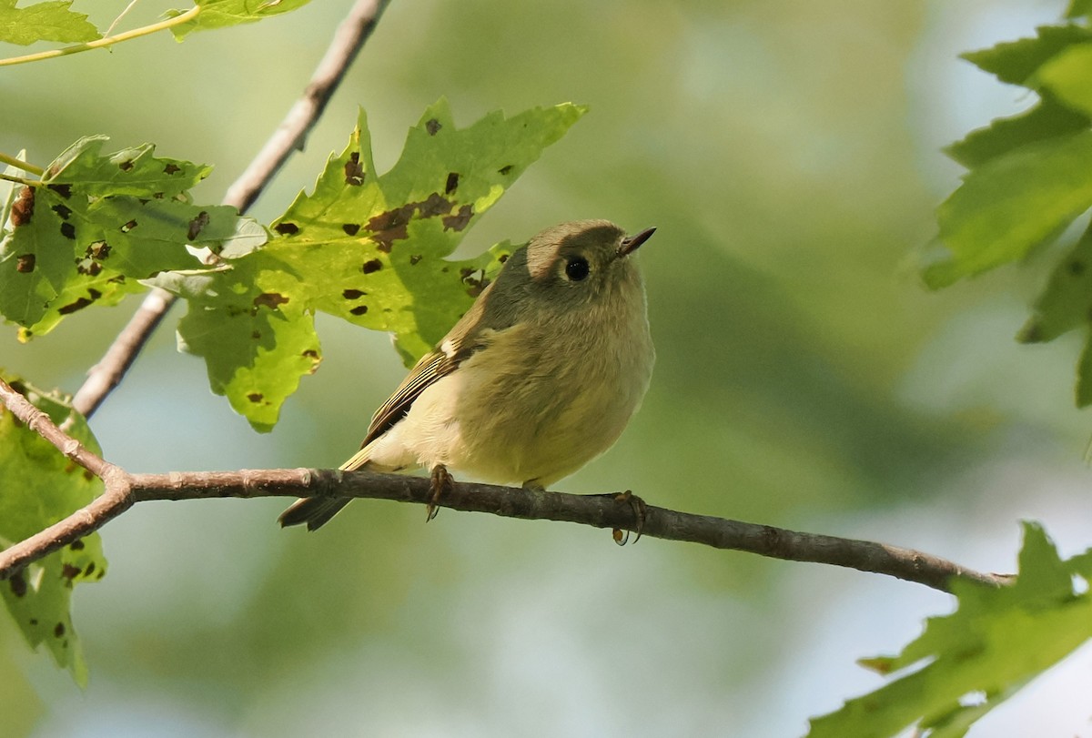 Ruby-crowned Kinglet - ML609177217