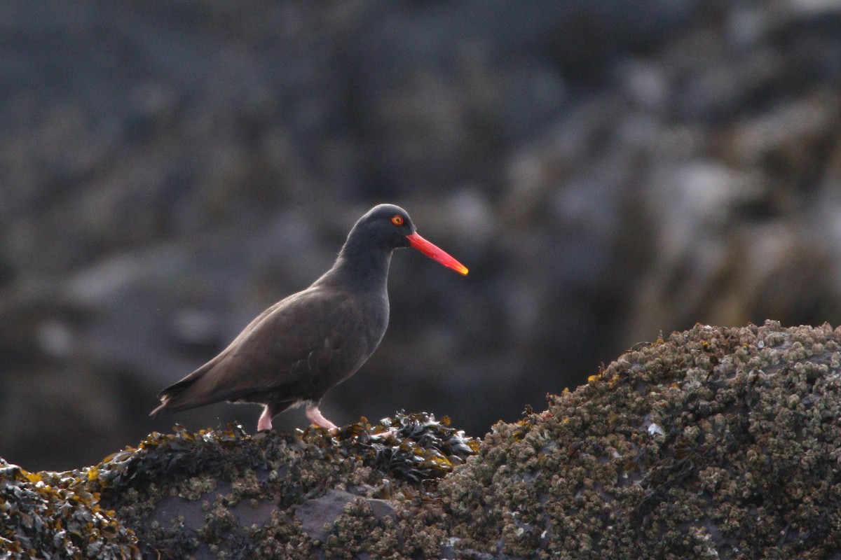 Black Oystercatcher - ML609177222