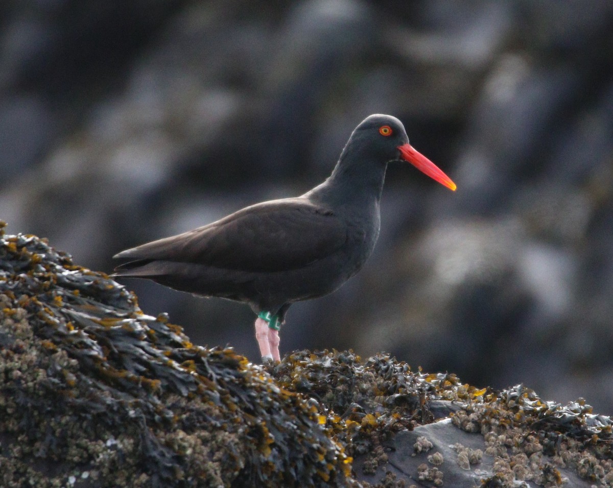 Black Oystercatcher - ML609177223