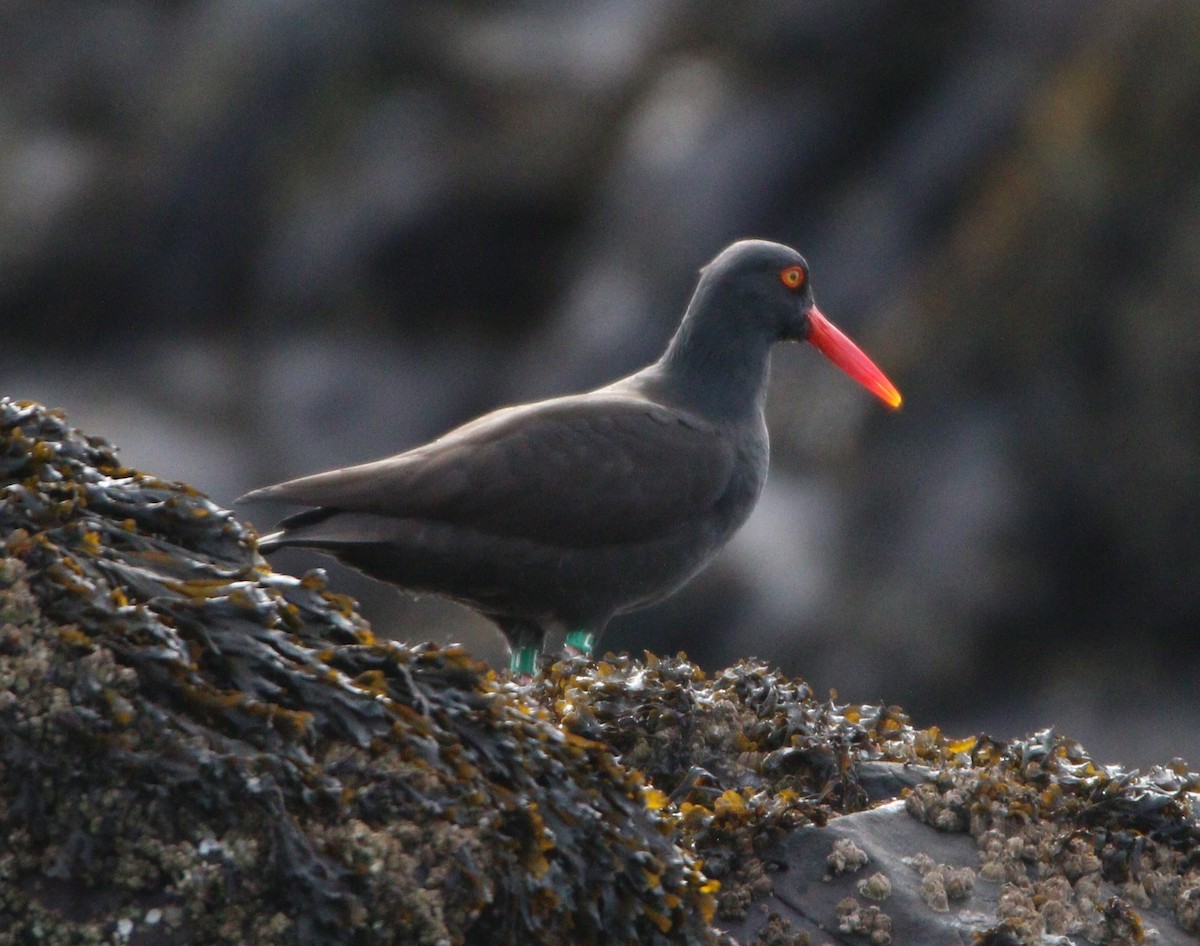 Black Oystercatcher - ML609177224
