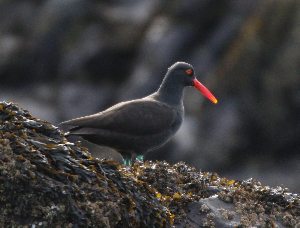 Black Oystercatcher - ML609177225