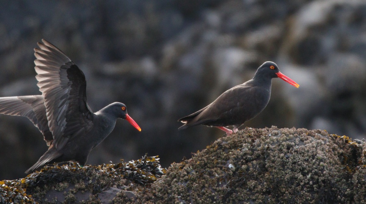 Black Oystercatcher - ML609177226