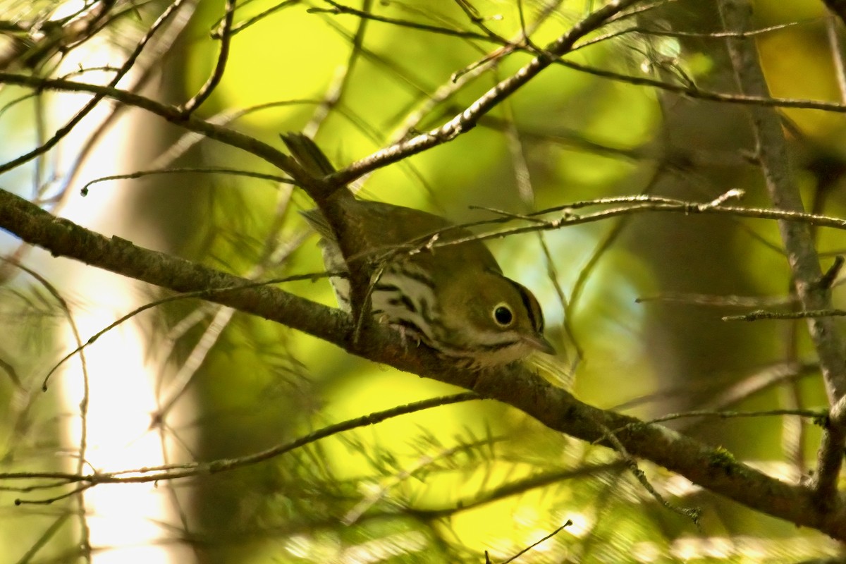 Ovenbird - ML609177291