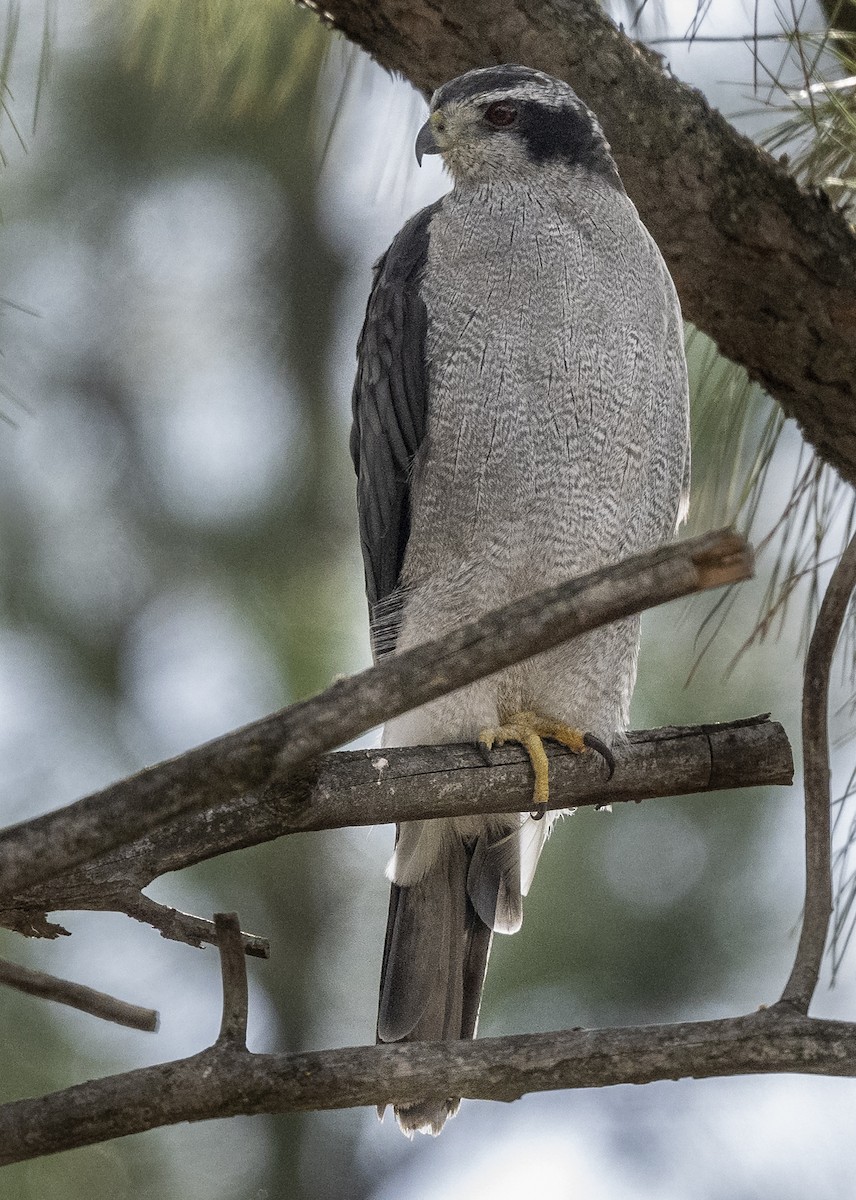 American Goshawk - Ian Routley