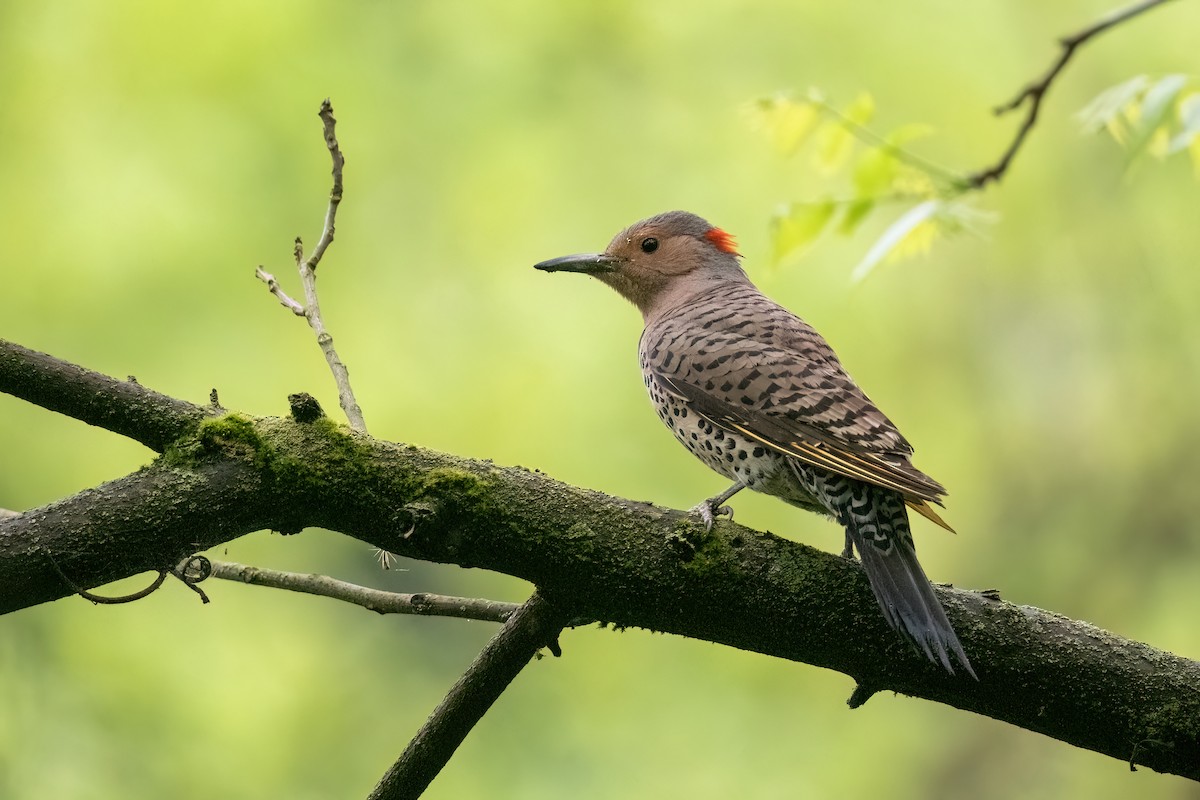 Northern Flicker - ML609177333