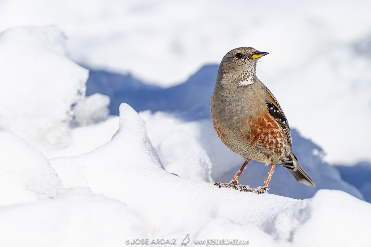 Alpine Accentor - ML609177373
