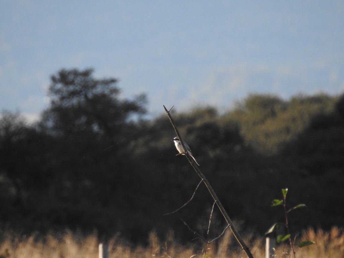 Great Gray Shrike - Nina Dehnhard