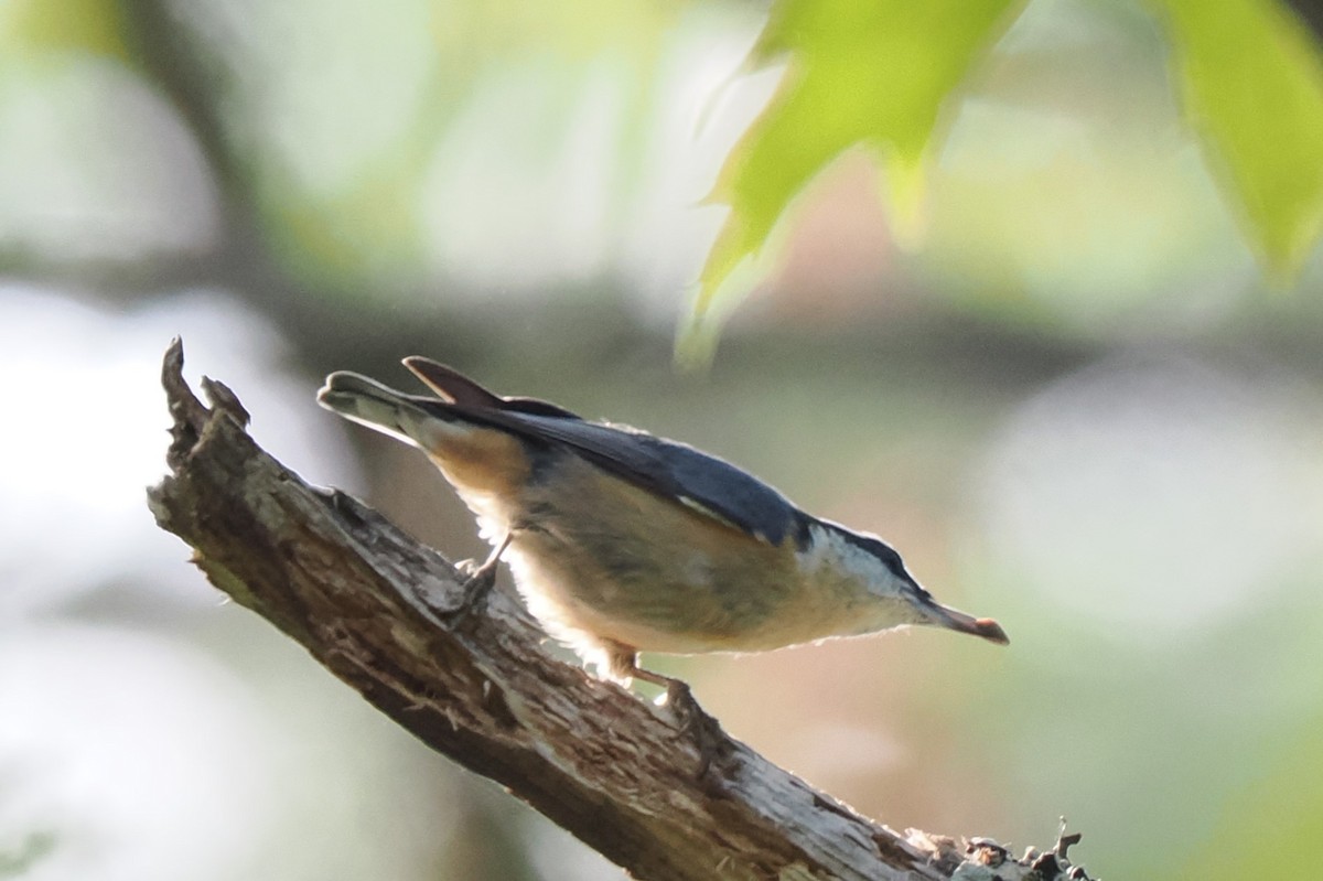 Red-breasted Nuthatch - ML609177414