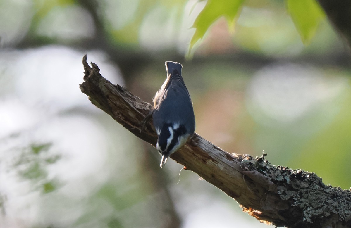 Red-breasted Nuthatch - ML609177417