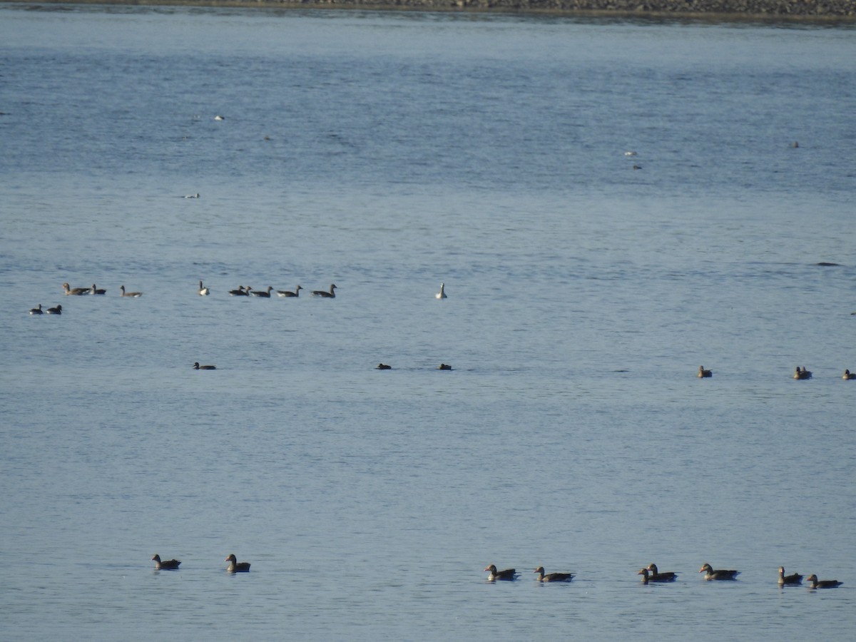 Bar-headed Goose - ML609177439