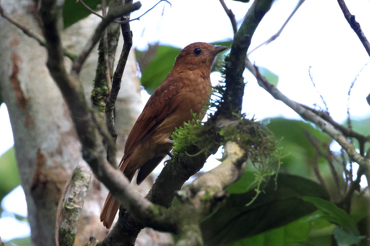 Rufous Piha - ML609177458