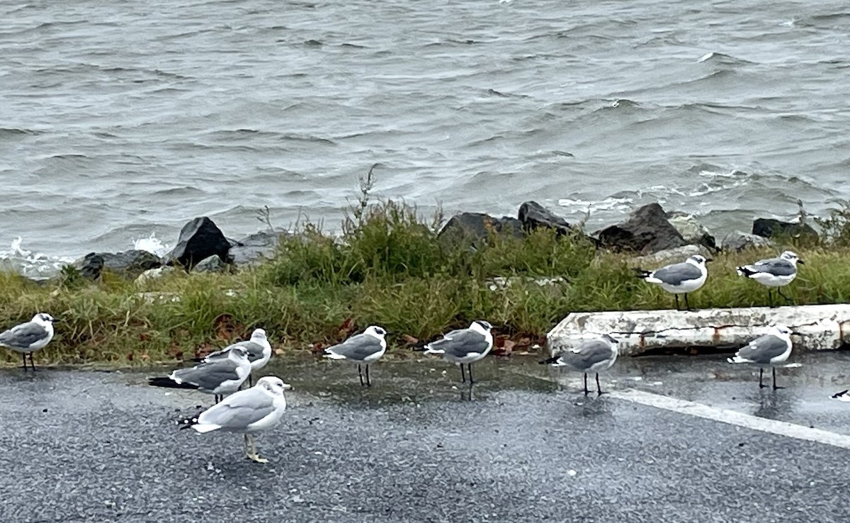 Laughing Gull - ML609177482