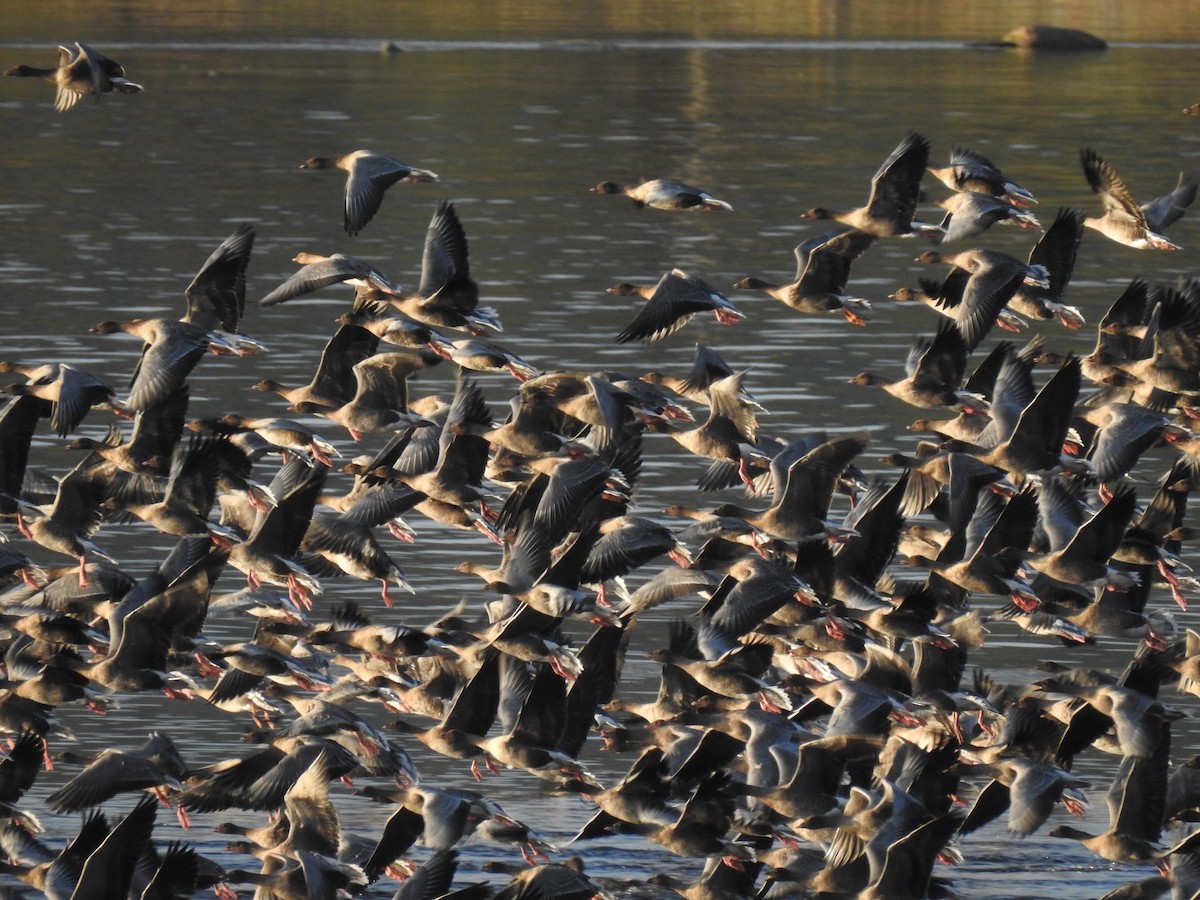 Pink-footed Goose - ML609177493