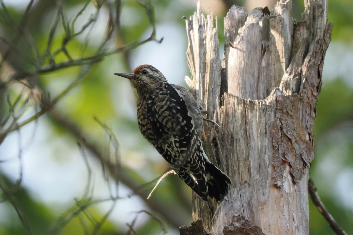 Yellow-bellied Sapsucker - ML609177546