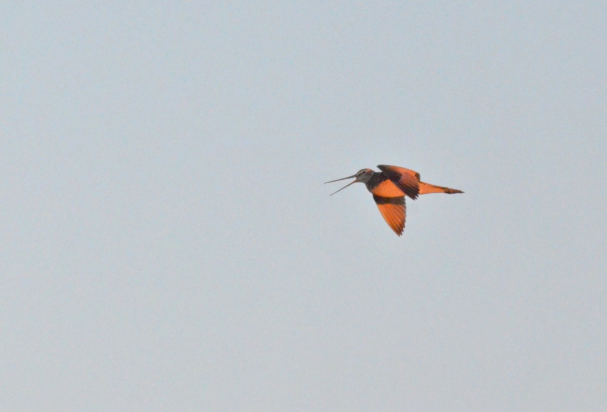 Marbled Godwit - ML609177561