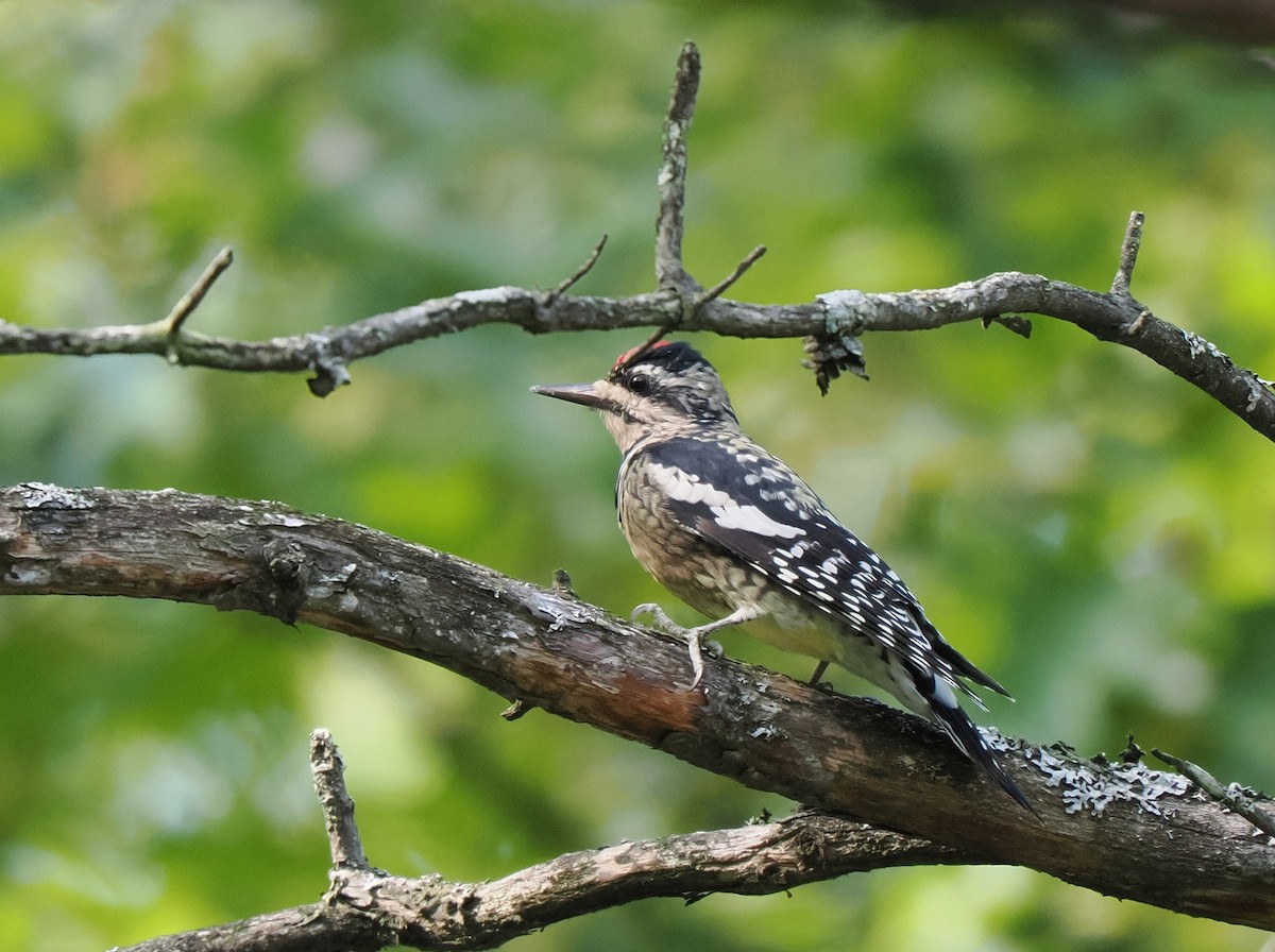 Yellow-bellied Sapsucker - ML609177568