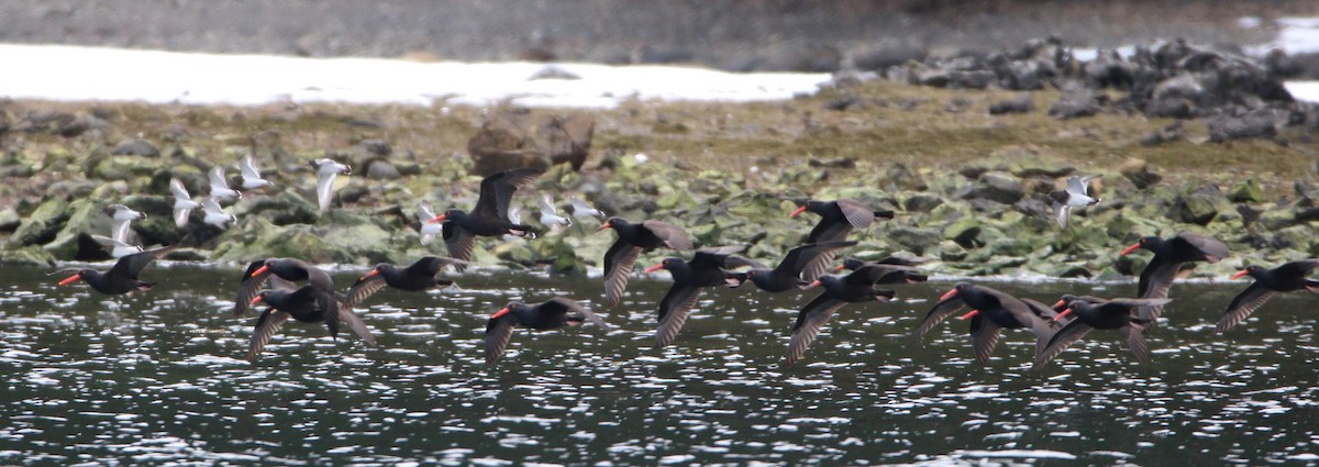 Black Oystercatcher - ML609177684