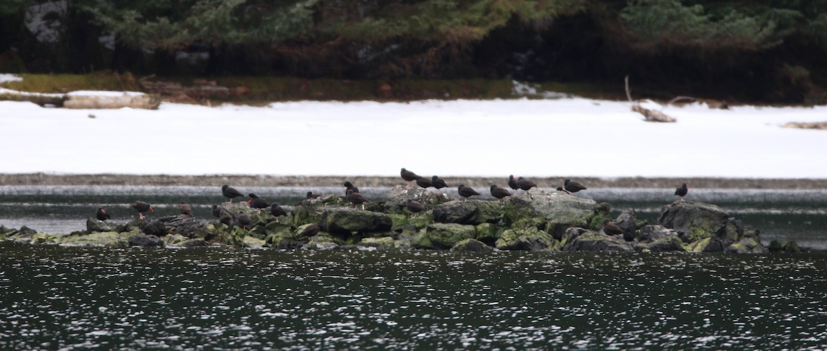 Black Oystercatcher - ML609177687