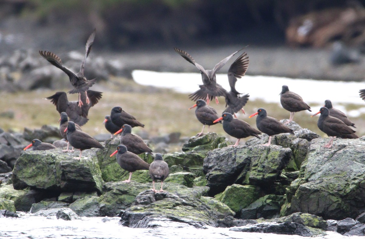 Black Oystercatcher - ML609177689