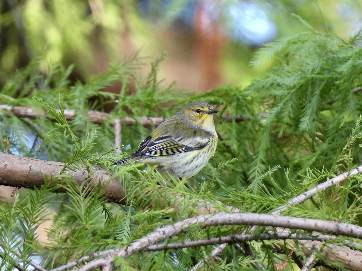 Cape May Warbler - ML609177834