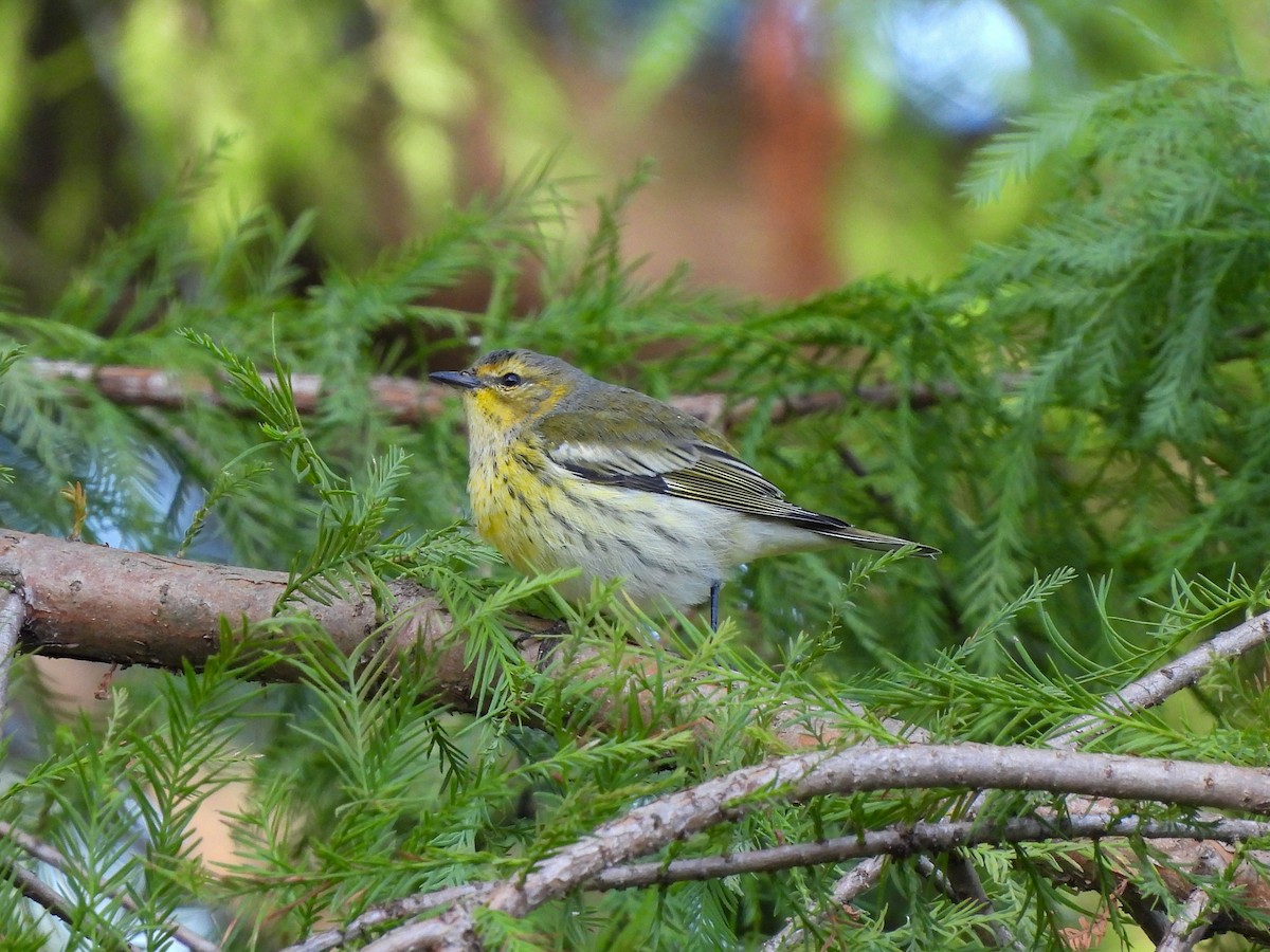 Cape May Warbler - ML609177836