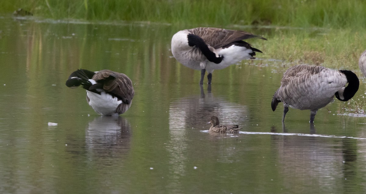 Green-winged Teal (American) - ML609178109