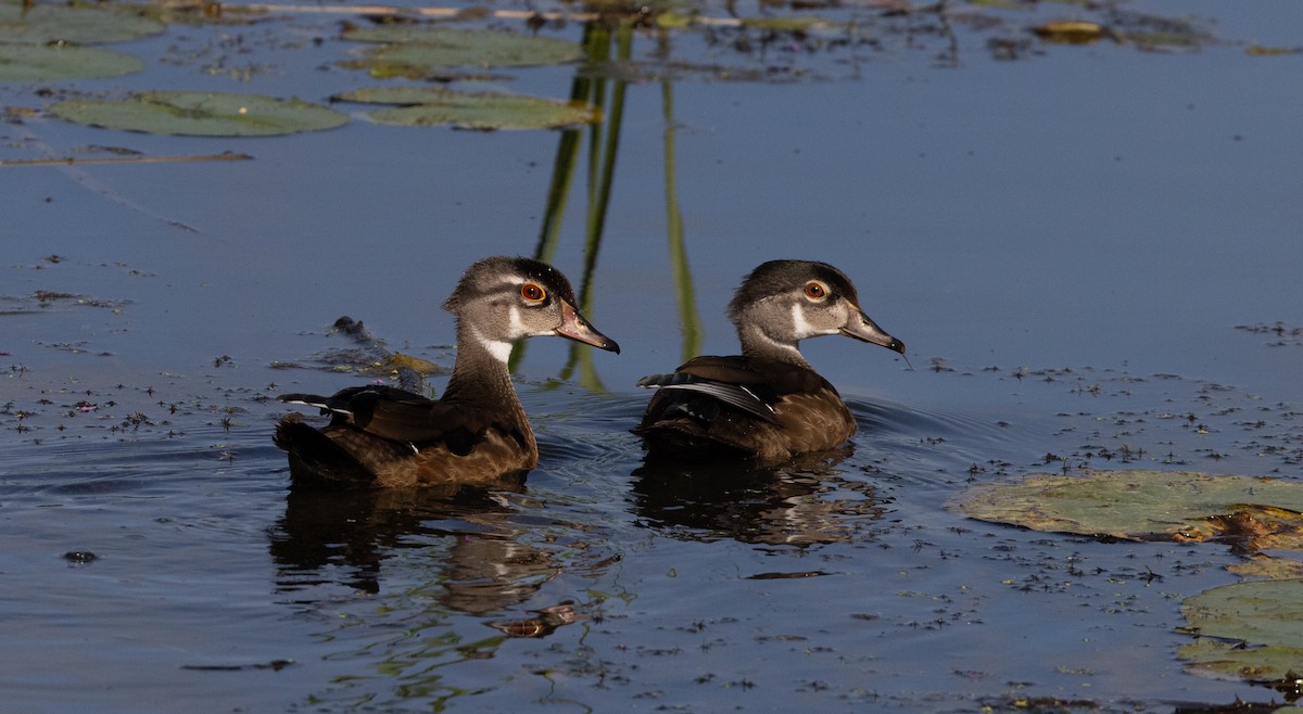 Wood Duck - ML609178141