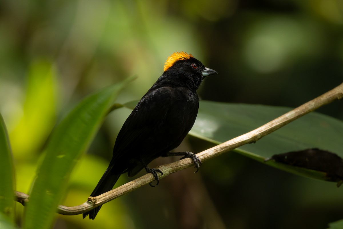 Tawny-crested Tanager - Will Krohn