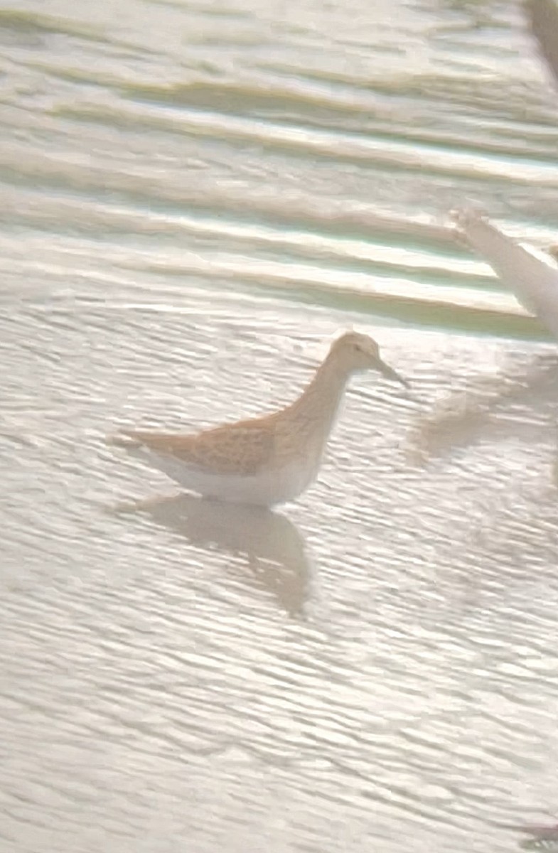 Pectoral Sandpiper - Jonathan Reimer-Berg