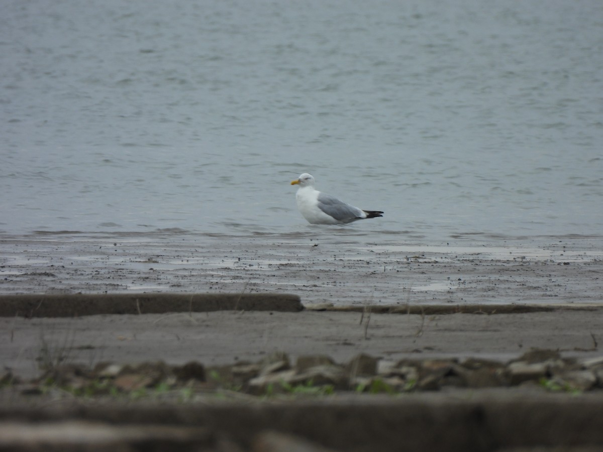 Herring Gull - Heidi Adamson