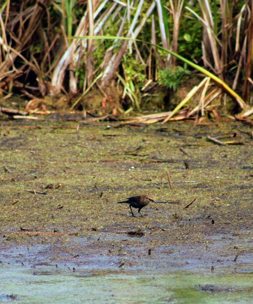 Rusty Blackbird - ML609178418