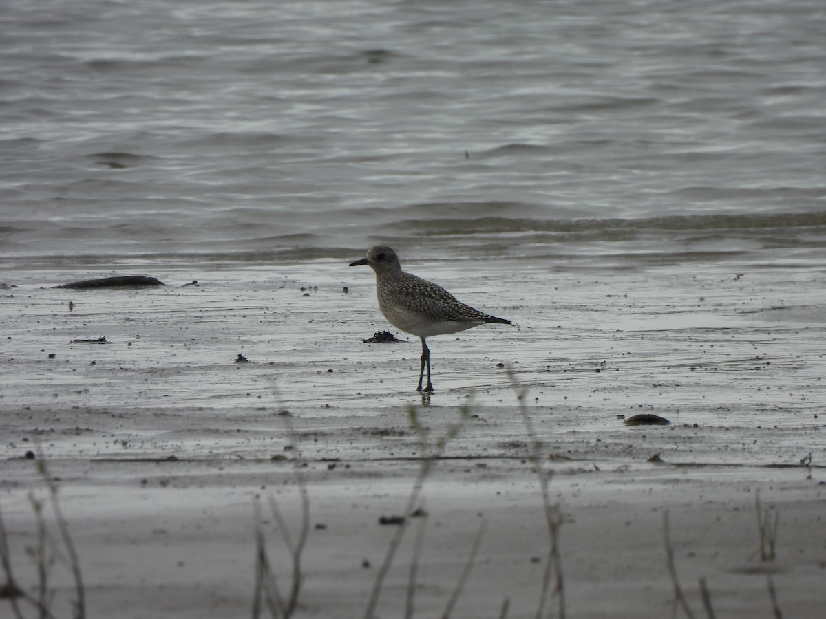 Black-bellied Plover - Heidi Adamson