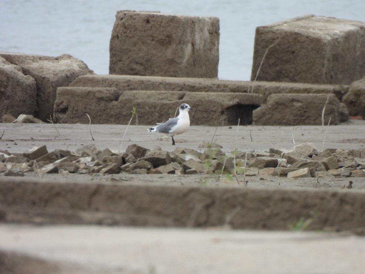 Franklin's Gull - Heidi Adamson