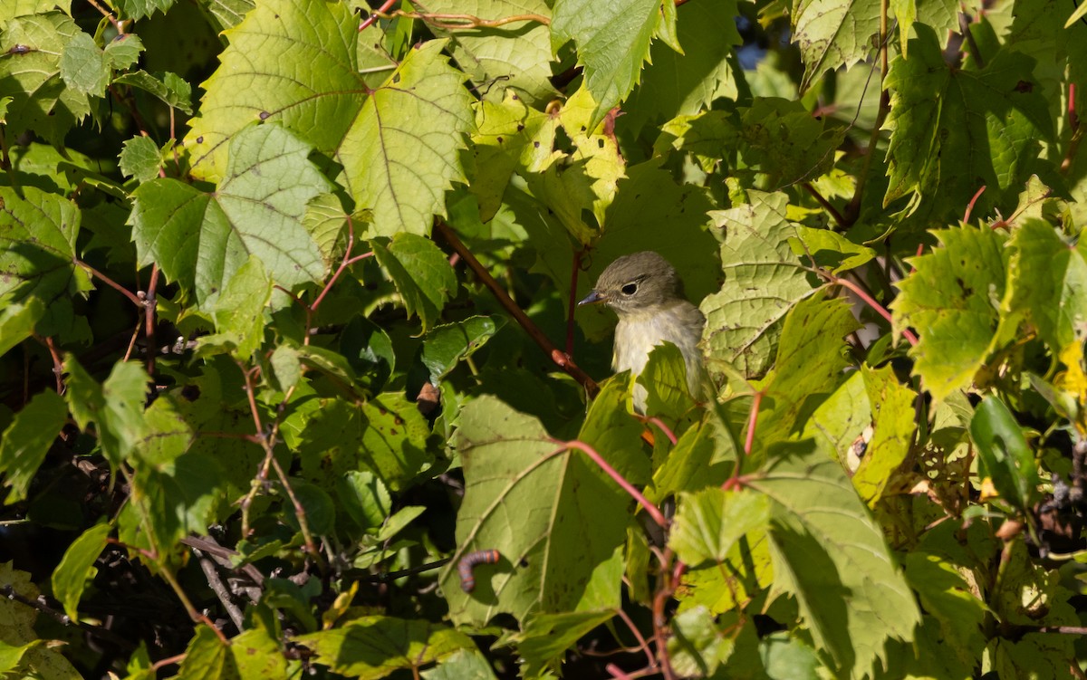 Yellow-bellied Flycatcher - Jay McGowan